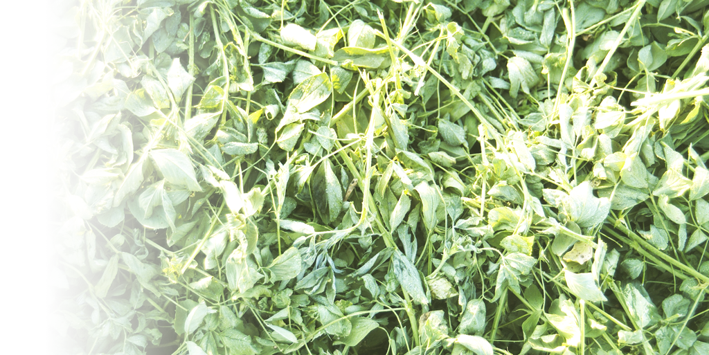 Super Conditioned Hay