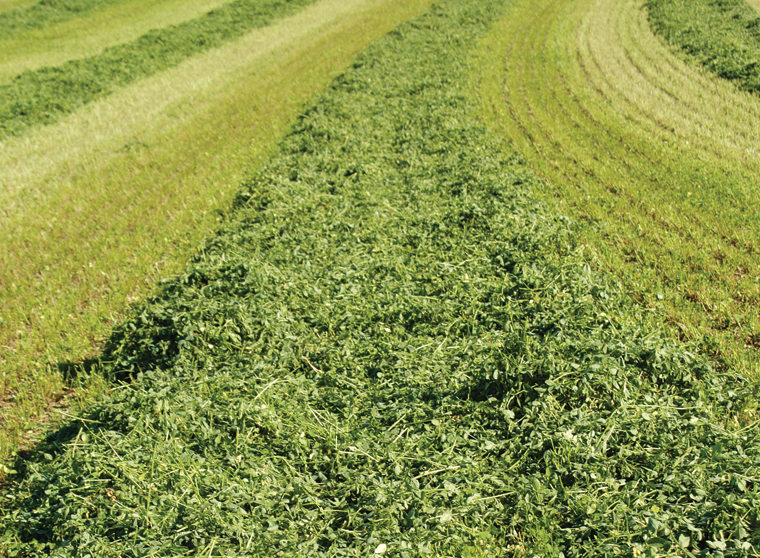 Circle C Superior Hay and Windrow